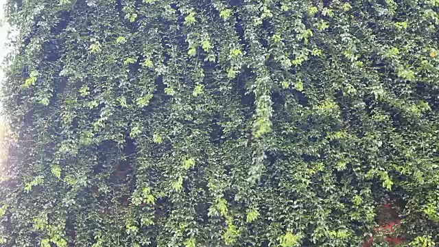 风吹绿叶植物视频素材