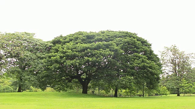 高大的树木，绿色的草地，在一个公园，泰国视频下载