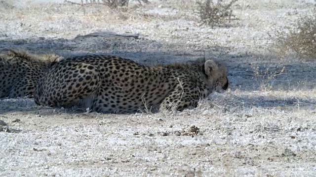两只猎豹在树荫下休息/卡拉加迪越境公园/卡拉加迪区/博茨瓦纳视频下载