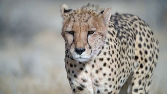 MS SLO MO Cheetah (Acinonyx jubatus)行走/卡拉加迪越境公园/卡拉加迪区/博茨瓦纳视频下载