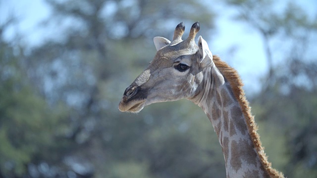 移开视线的长颈鹿/卡拉加迪越界公园/卡拉加迪区/博茨瓦纳视频下载