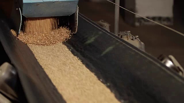 麦粒被倒在移动的传送带上视频素材