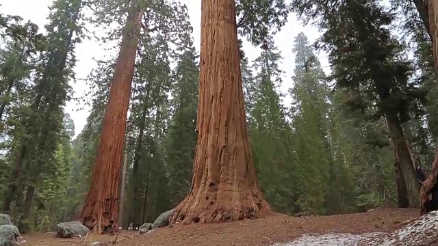 红杉树缓慢地pan起来视频素材