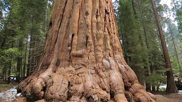 红杉国家公园的巨型红杉视频素材