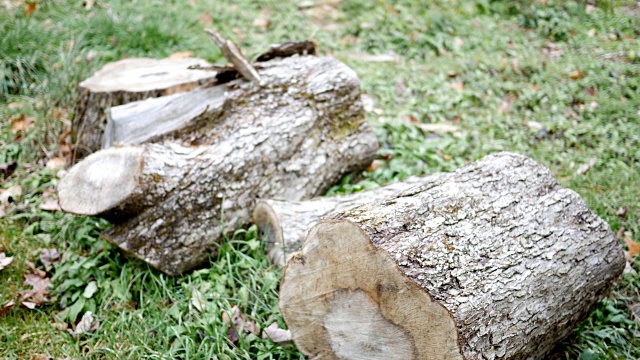 一群砍过的木头在凉爽的午后坐在树桩旁的草地上视频下载