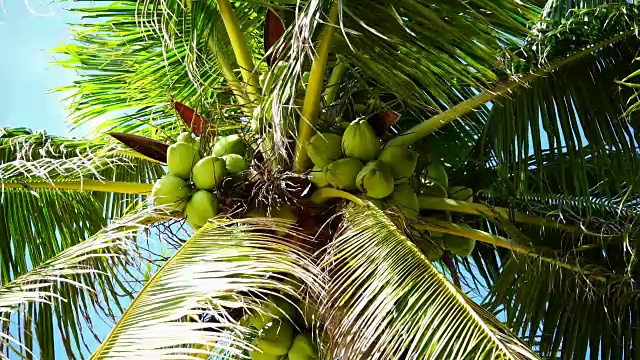 蓝天背景下的椰子树。视频素材
