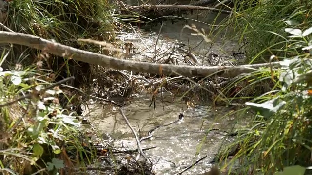纯净的山溪，清澈的水，流过一片绿色的区域。快速流动的山水近距离观看视频素材