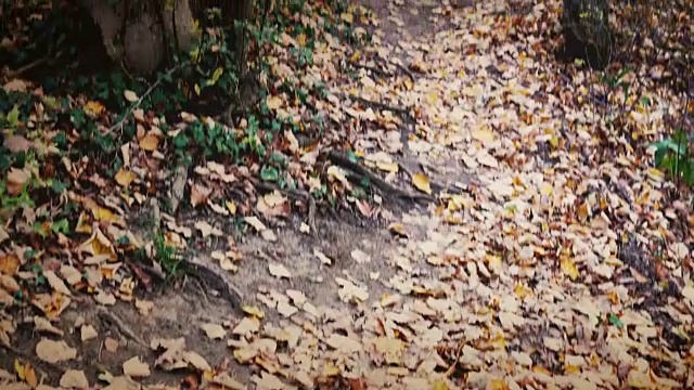 向上倾斜的人骑着MTB通过森林视频素材