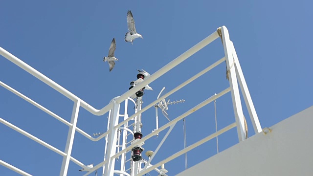 海鸥在帆船上空飞翔视频下载