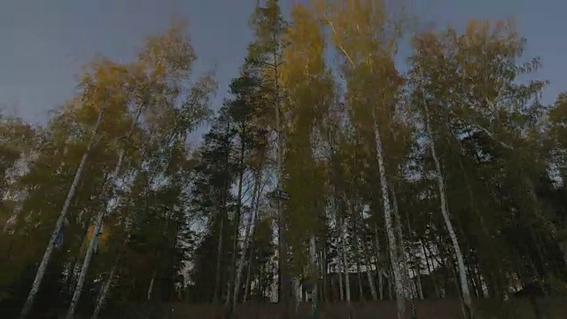 从窗口移动的汽车公路通过秋天的森林视频素材