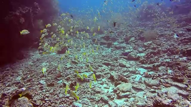 在清澈的海底背景上的条纹鲷黄鱼的鱼群。视频素材