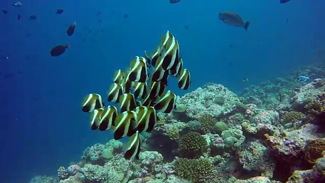 鱼群在清澈的海底水下在马尔代夫的背景。视频素材