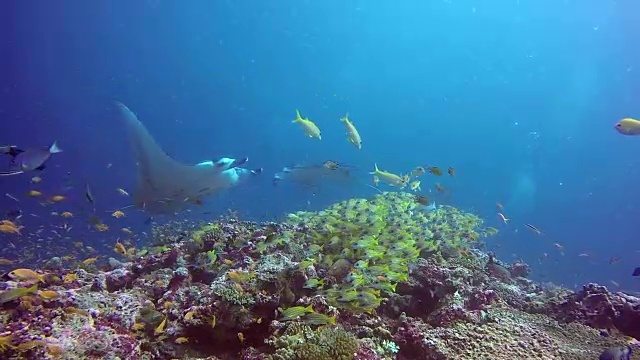 蝠鲼群以条纹鲷鱼群的形式在水下放松。视频素材