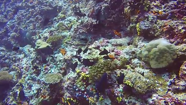 落礁学校外科医生鱼的背景清楚的海底水下。视频素材
