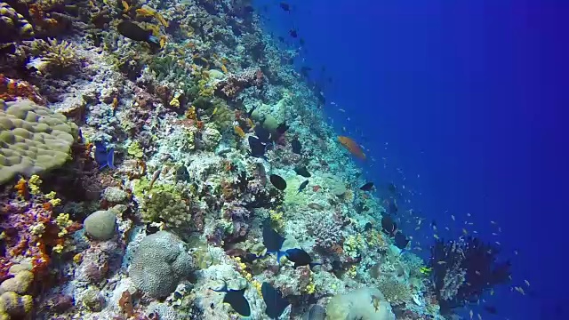 落礁学校外科医生鱼的背景清楚的海底水下。视频素材