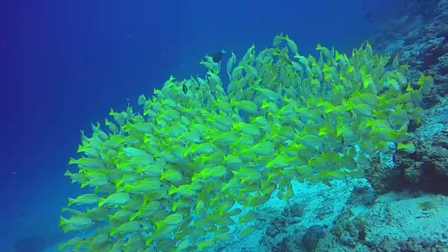 在清澈的海底背景上的条纹鲷黄鱼的鱼群。视频素材