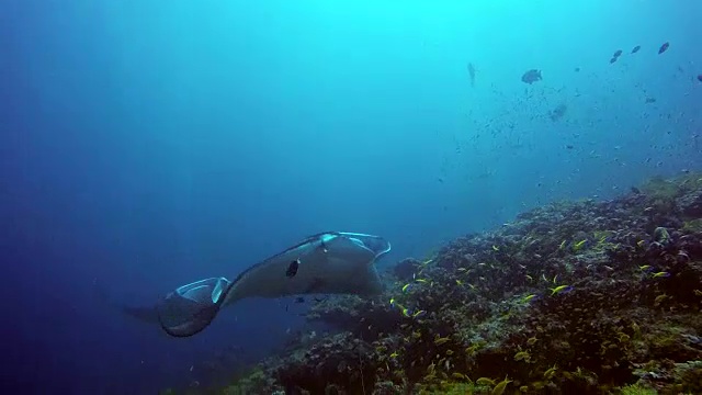 蝠鲼在马尔代夫的水下鱼群背景下放松。视频素材