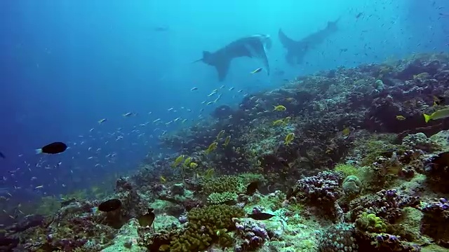 群蝠鲼放松在条纹鲷鱼学校海底清澈的蓝色水。视频素材