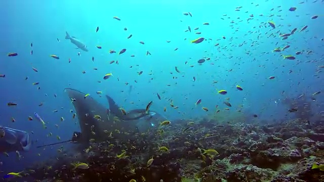 蝠鲼在水下黄鱼群的背景下放松。视频素材