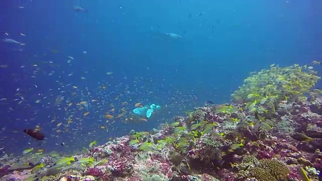 蝠鲼放松在条纹鲷鱼学校海底在清澈的蓝色水海洋。视频素材