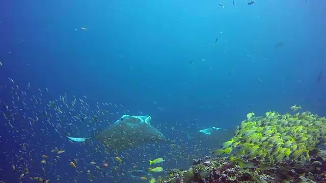 蝠鲼放松在条纹鲷鱼学校海底清澈的蓝色海水。视频素材