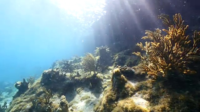 在加勒比海库拉索岛周围的浅层珊瑚礁，软珊瑚在前景视频素材