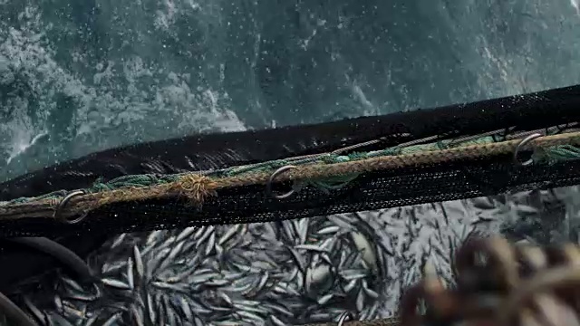 渔船捕鱼:捕获大量的鱼视频下载