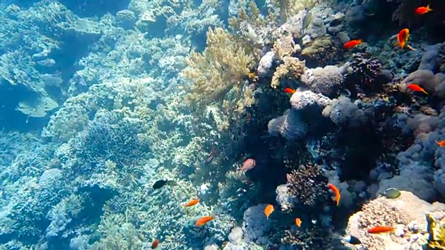 色彩斑斓的珊瑚礁里的一群热带鱼视频素材