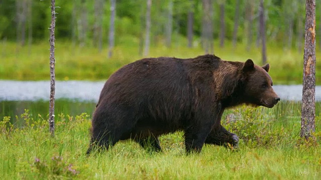 大的成年棕熊在森林里行走视频素材