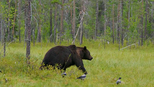 大棕熊在美丽的大自然中自由行走视频素材