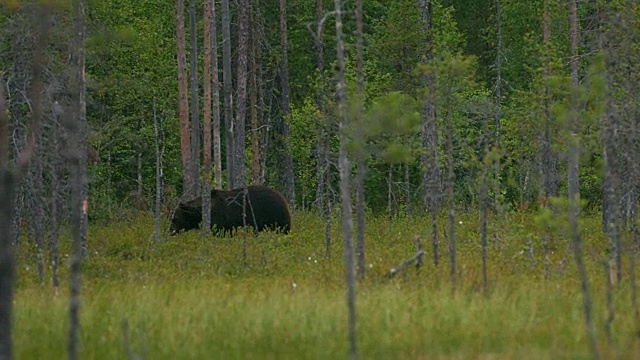 大棕熊在茂密的森林里自由行走视频素材