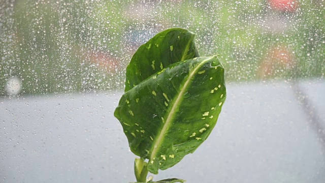 雨后的水滴落在叶子上，春天的叶子和雨滴视频下载