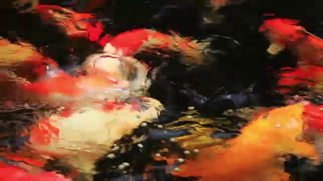 水中美丽的锦鲤视频下载