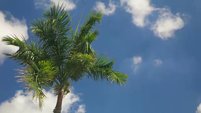 棕榈树迎风蓝天4K视频视频素材