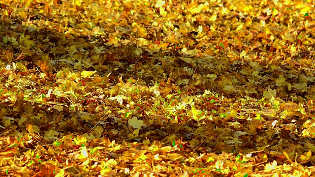 树叶落在秋天的城市公园，美丽的自然背景视频素材