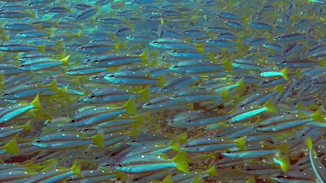 双斑带状鲷鱼浅滩，比达诺，安达曼海，甲米，泰国。视频下载