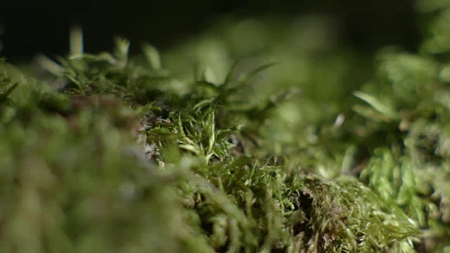 斑驳的光线穿过树林，在绿油油的苔藓状植物上跳舞，巴林顿顶国家公园，新南威尔士州，澳大利亚。视频素材