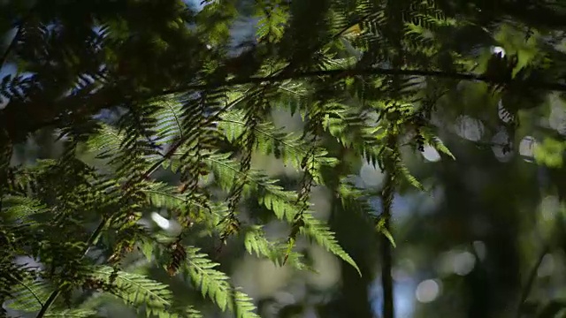 在澳大利亚新南威尔士州的巴灵顿山顶国家公园的森林区域里，把焦点放在像欧洲蕨类植物的无水山毛榉树枝之间。视频素材