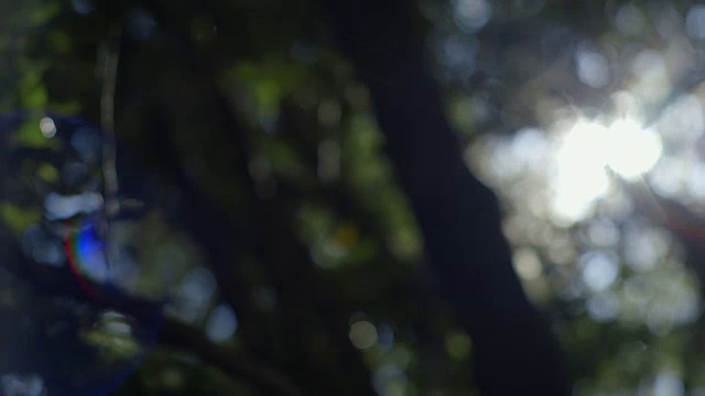 在澳大利亚新南威尔士州，相机在离焦的树冠上平移时产生了微妙的镜头光晕。视频素材