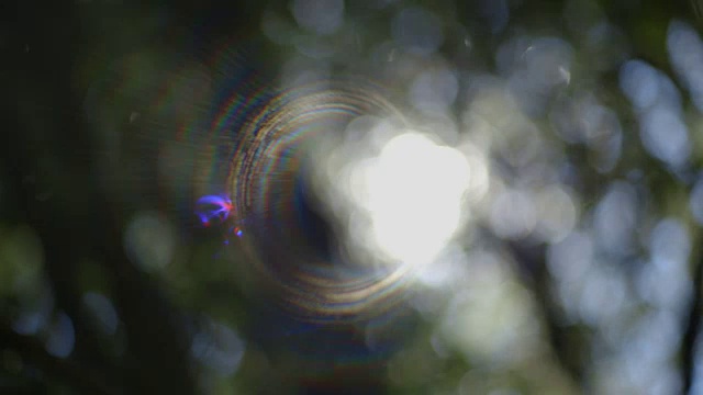 在澳大利亚新南威尔斯州，镜头向左，然后向右，越过太阳，通过森林树冠的散焦，创造极端的镜头光晕。视频素材