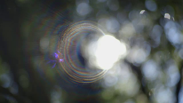 静态拍摄显示斑驳光创造极端镜头耀斑通过森林树冠在新南威尔士州，澳大利亚。视频素材