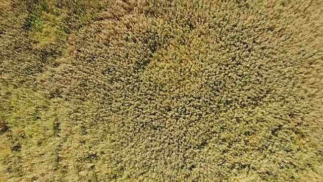 4k沼泽湖芦苇的俯视图。视频素材