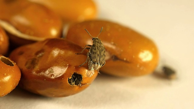黄褐色绿豆被扁棘蝽、小甲虫侵染视频下载