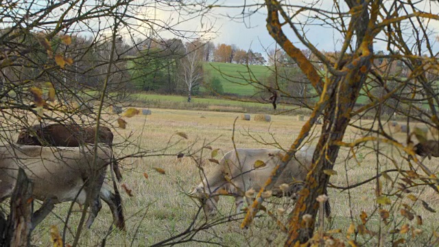 放牧奶牛сows自由放牧在草甸上的背景草堆滚和秋天的森林。秋乡山水田。黄色的草在风中摇摆。五颜六色的树叶的树。成熟的秋天。秋天的森林里，树叶飘落。保护环境保护森林资源视频素材