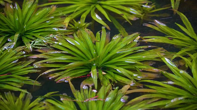 漂浮在水面上的绿色植物视频下载