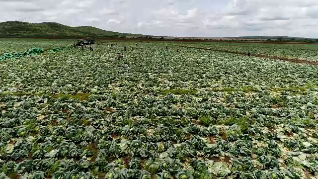 南非的农业视频下载