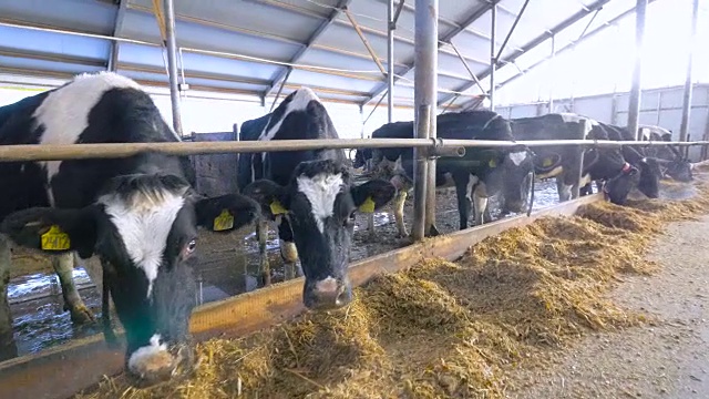 现代马厩中的奶牛。广角镜头。视频素材