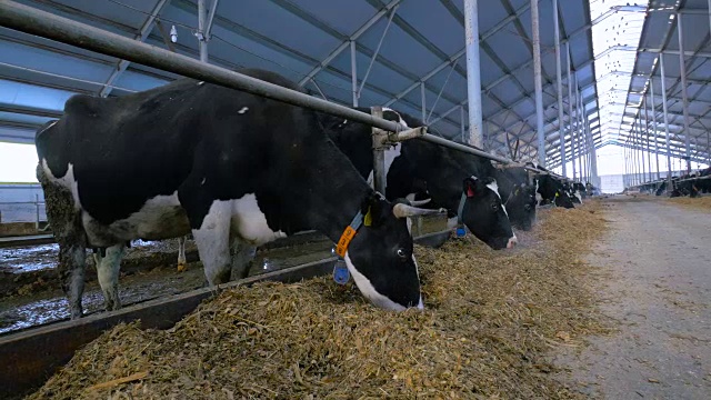 现代农场的奶牛。广角镜头。视频下载