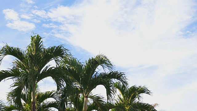 棕榈树迎风蓝天4K视频视频下载
