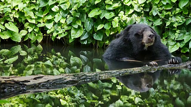 亚洲黑熊在池塘里放松。视频素材